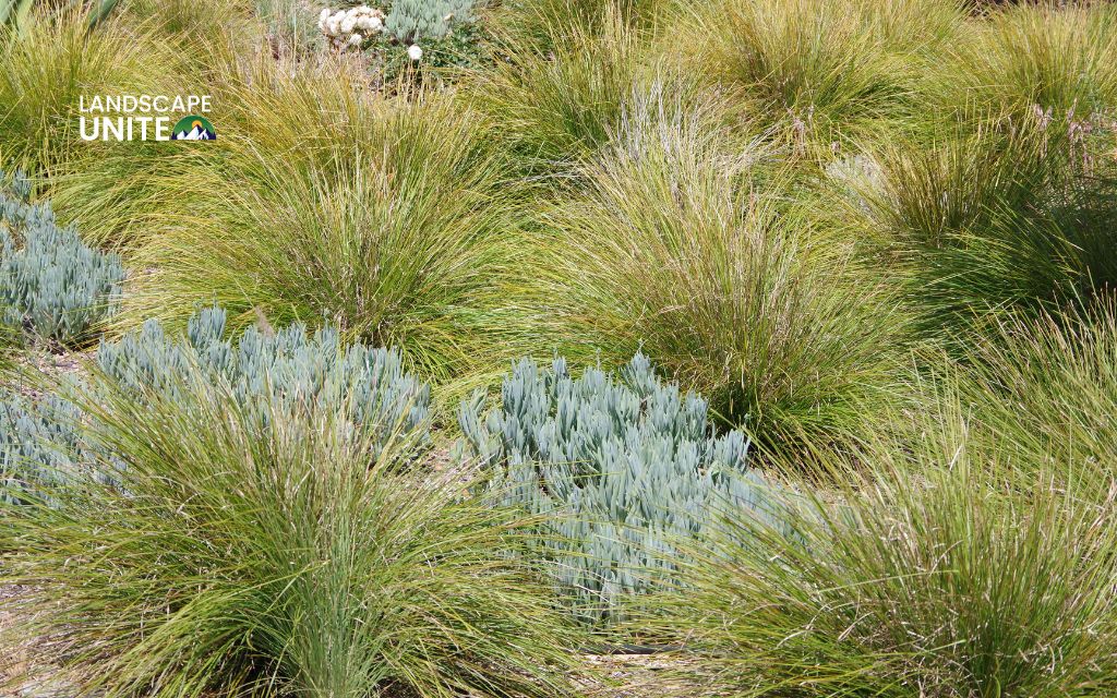 Top 10 Ornamental grasses for flower beds made yours 5-Star 4 Top 10 ornamental grasses for stunning flower beds: Little Bluestem