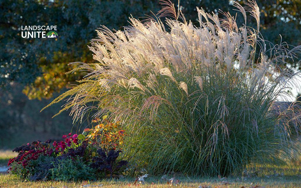 Top 10 Ornamental grasses for flower beds made yours 5-Star 10 Top 10 ornamental grasses for stunning flower beds: Blue Oat Grass