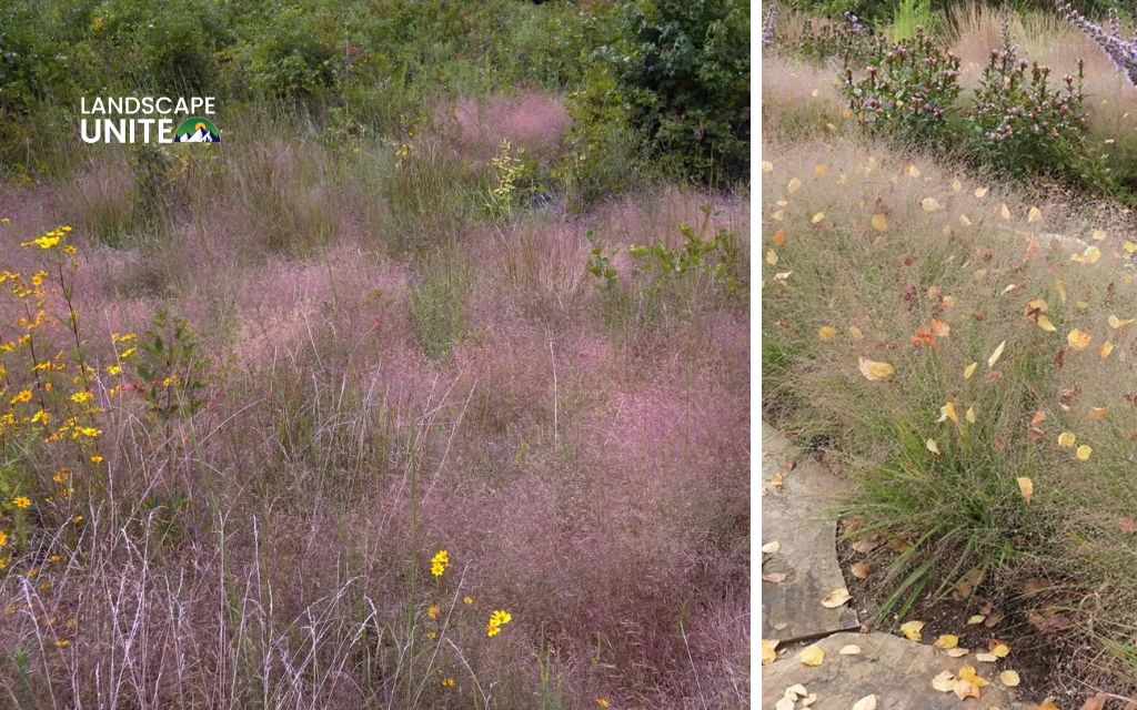 Top 10 Ornamental grasses for flower beds made yours 5-Star 8 Top 10 ornamental grasses for stunning flower beds: Purple Love Grass