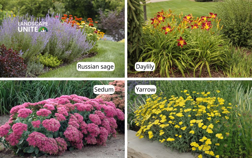 Low maintenance flower beds: Top 12 perennials, annuals, and shrubs