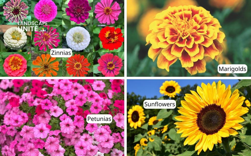 Transform your yard with 10 vibrant sun flower bed ideas 2 Top sun-loving annuals and perennials - Best annuals for non-stop color