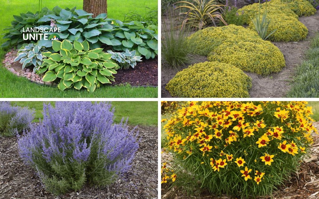 Top 5 best low maintenance plants for flower beds