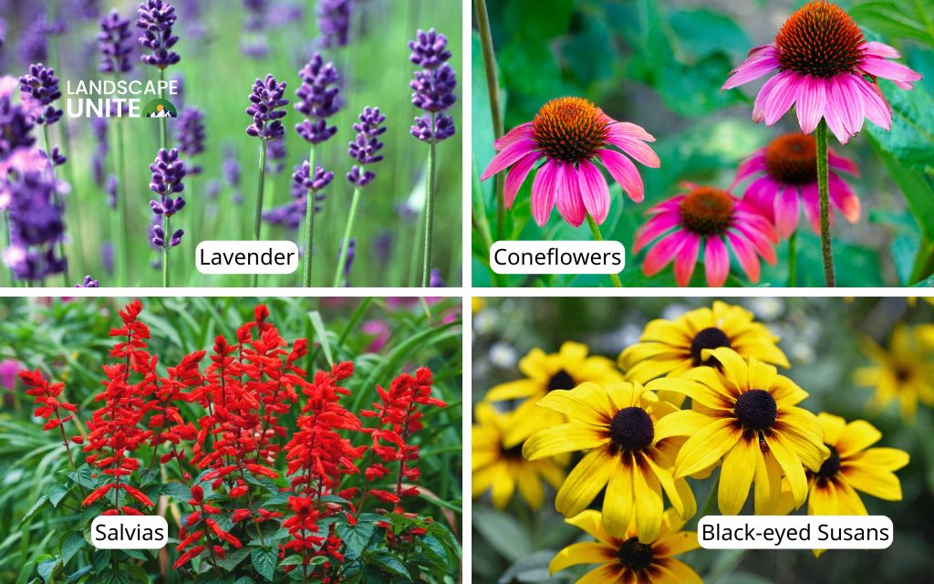 Transform your yard with 10 vibrant sun flower bed ideas 3 Top sun-loving annuals and perennials - Top perennials that return yearly