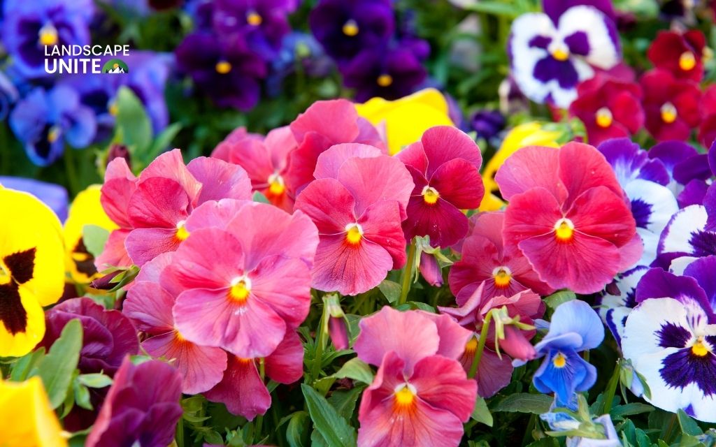 when to plant pansies & What makes pansies special