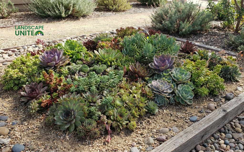 Succulent tapestry in decomposed granite
