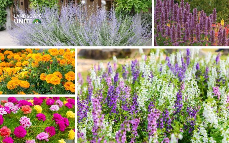 Top 20 best plants for flower beds in full sun for US gardeners