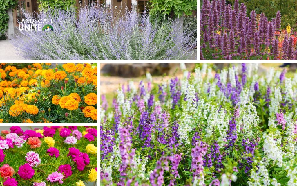 Top 20 best plants for flower beds in full sun for US gardeners