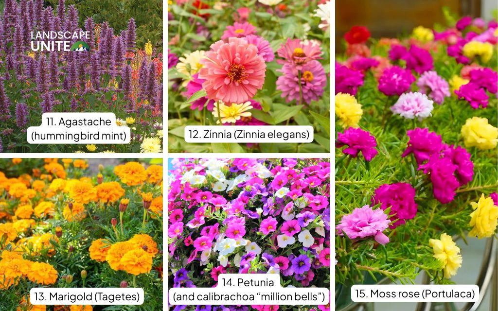 Top 20 plants for flower beds in full sun: Agastache, Zinnia, Marigold, Petunia, Moss rose