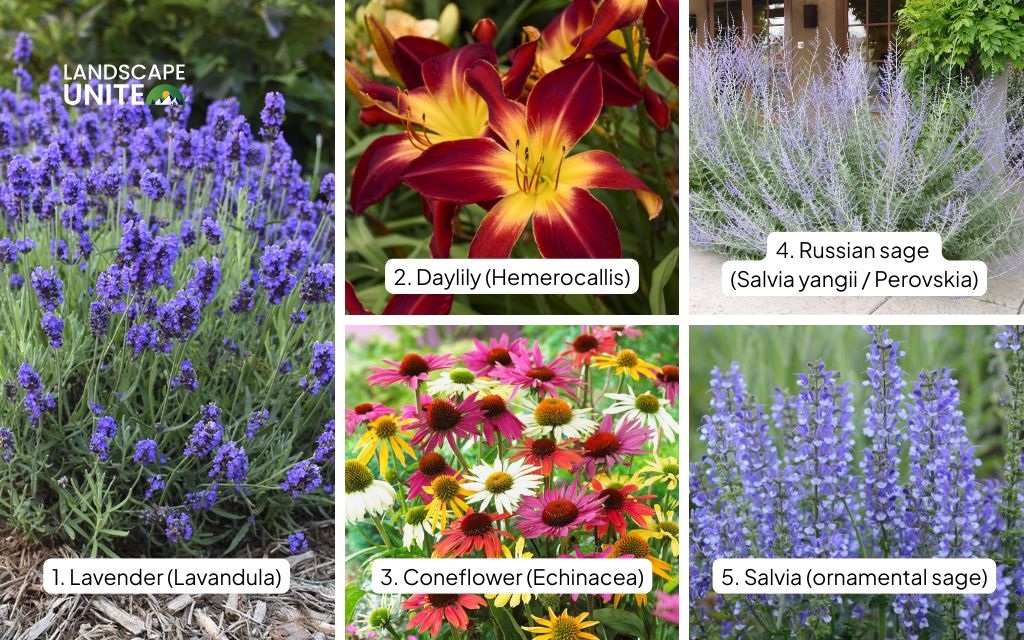 Top 20 plants for flower beds in full sun: Lavender, Daylily, Coneflower, Russian sage, Salvia