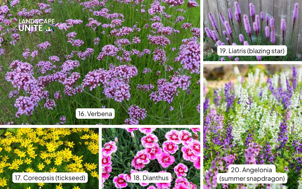 Top 20 plants for flower beds in full sun: Verbena, Coreopsis, Dianthus, Liatris, Angelonia